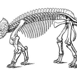 Triceratops Prorsus by Science Source