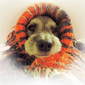 Tuinki Dog Snuggle by Gabby Dream