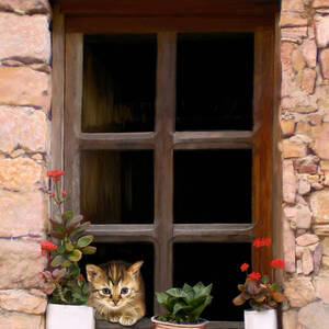 Tuscan Kitten in the Window by Bob Nolin