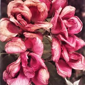 Vintage Roses by Debra Martz