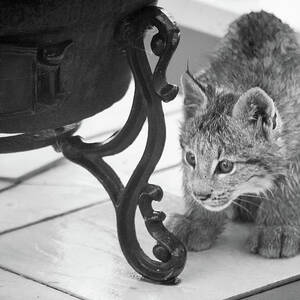 Wait For It by Tim Newton