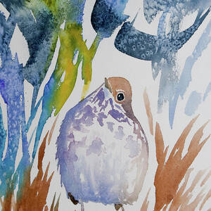 Watercolor - Curious Hermit Thrush  by Cascade Colors