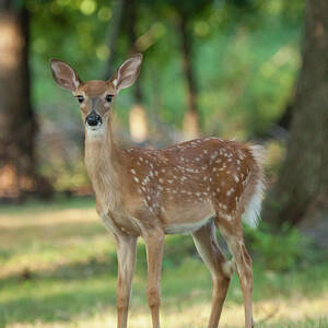Whitetail Deer Fawn Photograph by Erin Cadigan - Pixels