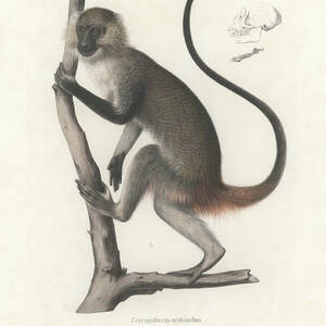 White Throated Guenon, Cercopithecus albogularis erythrarchus #1 by J D L Franz Wagner