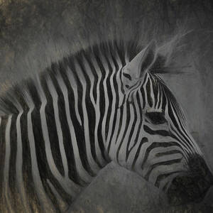 Zebra Portrait Photo Sketch by Artful Imagery