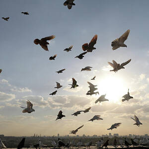 A Flock of Pigeons Fly Across the Sky #1 by Mohamed Abd El Ghany