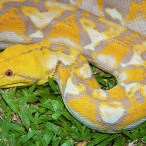 Albino Burmese Python #1 by Stuart Dee