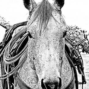 Ears Up #2 by Toni Hopper