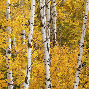 Pattern Of White Tree Trunks Among #1 by Adam Jones