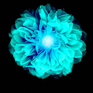 X-ray Like Image Of A Flower #1 by Chris Parsons