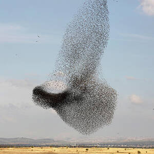 A Murmuration of Migrating Starlings #14 by Amir Cohen