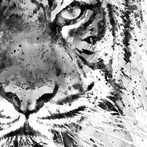 Black And White Half Faced Tiger Painting By Marian Voicu