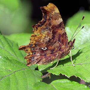 Comma Butterfly #2 by Science Photo Library