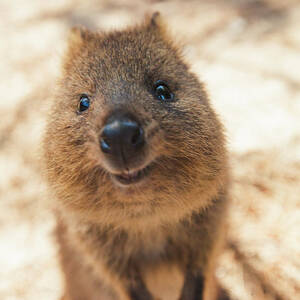 Quokka Setonix Brachyurus On Rottnest #2 by Christopher Kimmel