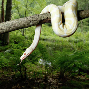 Albino Ball Python Climbing Tree #5 by David Kenny
