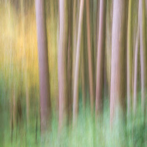 Abstract Image Of Forest by Andrew Kearton