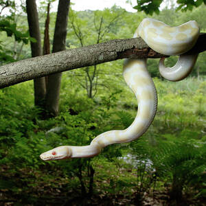 Albino Ball Python Climbing Tree by David Kenny