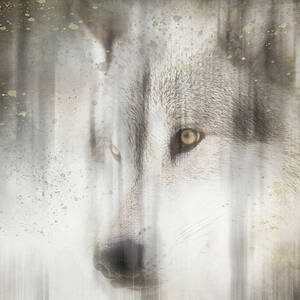 Antique Wildlife Wolf by Lightboxjournal