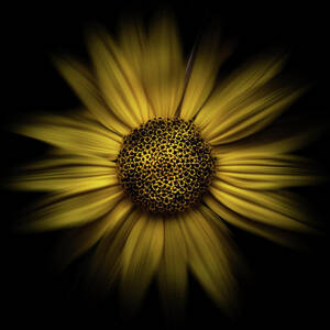 Backyard Flowers 18 Color Flow Version by Brian Carson