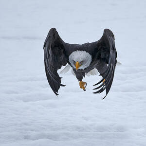 Bald Eagle Takeoff by Shlomo Waldmann