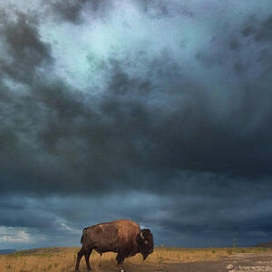 Bison Storm by Jami Bollschweiler