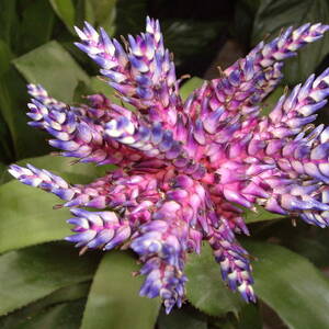 Bromeliad Pink, Purple, Blue Flower by Nancy Ayanna Wyatt