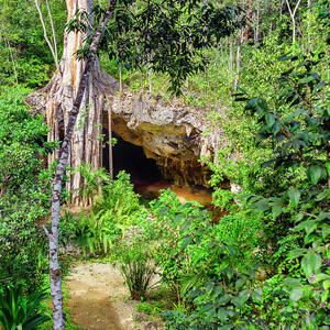 Cayman Crystal Caves & Nature Forest by Angela Pagano