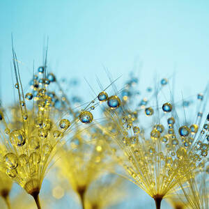 Dandelion And Dew - Gold Abstract Macro by Thomasvogel