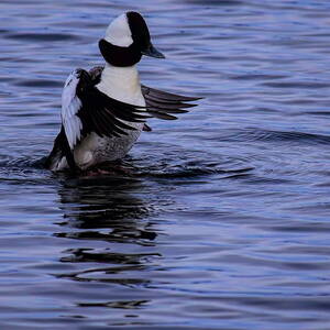 Drake Bufflehead Stretch by Dale Kauzlaric