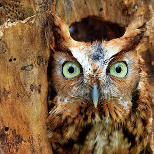 Eastern Screech Owl Perched in a Hole in a Tree by Jill Lang