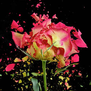 Exploding Rose by Don Farrall