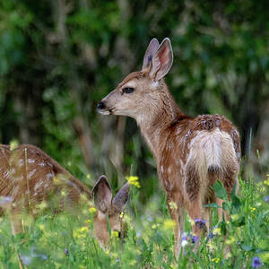 https://render.fineartamerica.com/images/rendered/square-dynamic/small/images/artworkimages/mediumlarge/2/fawns-and-flowers-marcy-wielfaert.jpg