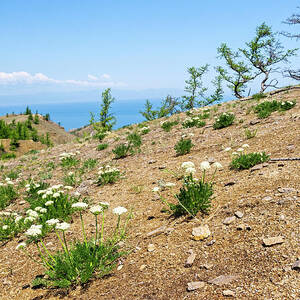 Flowers Growing On Cape Khoboy, Olkhon Island, Baikal Lake by Olga Kamenskaya / Naturepl.com