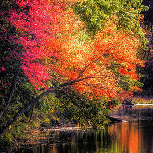 Foliage over Forge Pond by Anita Pollak