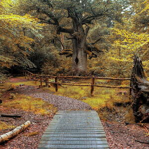 Footpath In Nature Reserve, Germany by Jurgen Busse