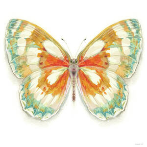 Fragile Wings Butterfly II by Danhui Nai