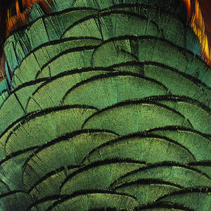 Detail Of Pheasant Feathers #1 Framed Print by Jeffrey Coolidge - Fine Art  America