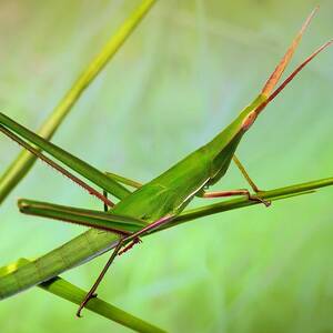 Grasshopper by Jimmy Hoffman