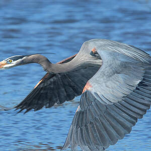 Great Blue Heron in Flight DMSB0153 by Gerry Gantt
