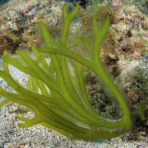 Green Algae Tenerife, Canary by Sergio Hanquet / Naturepl.com