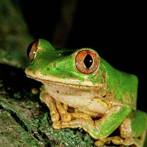 Green Tree Frog. Greater St Lucia by Roger De La Harpe