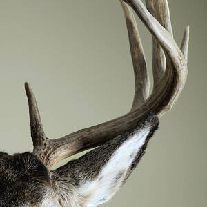 Half Whitetail Deer Head by Nater23