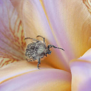 Help Me Please... by Thierry Dufour