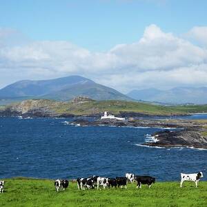 Herd Of Cows Grazing The Coast by Design Pics / Peter Zoeller