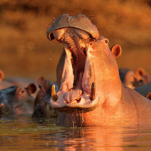 Hippopotamus Hippopotamus Amphibius by David Fettes