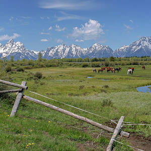 Horses grazing with a view by Ronnie And Frances Howard
