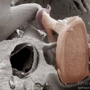 Detail of stapes human middle ear bone - Stock Image - C005/8798