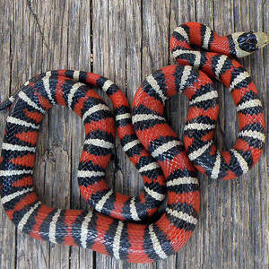 Lampropeltis Pyromelana Knoblochi by David Bygott