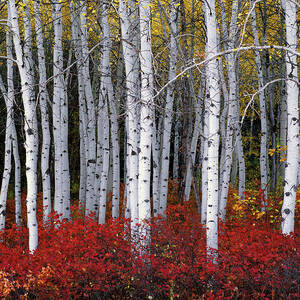 Light in Forest Collectors Autumn Aspen by Leland D Howard