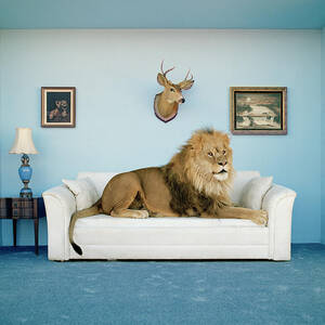 Lion Lying On Couch, Side View by Matthias Clamer